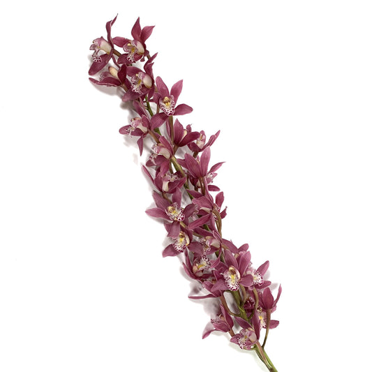 Cymbidium Mini Spray