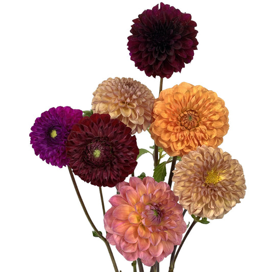 Dahlia