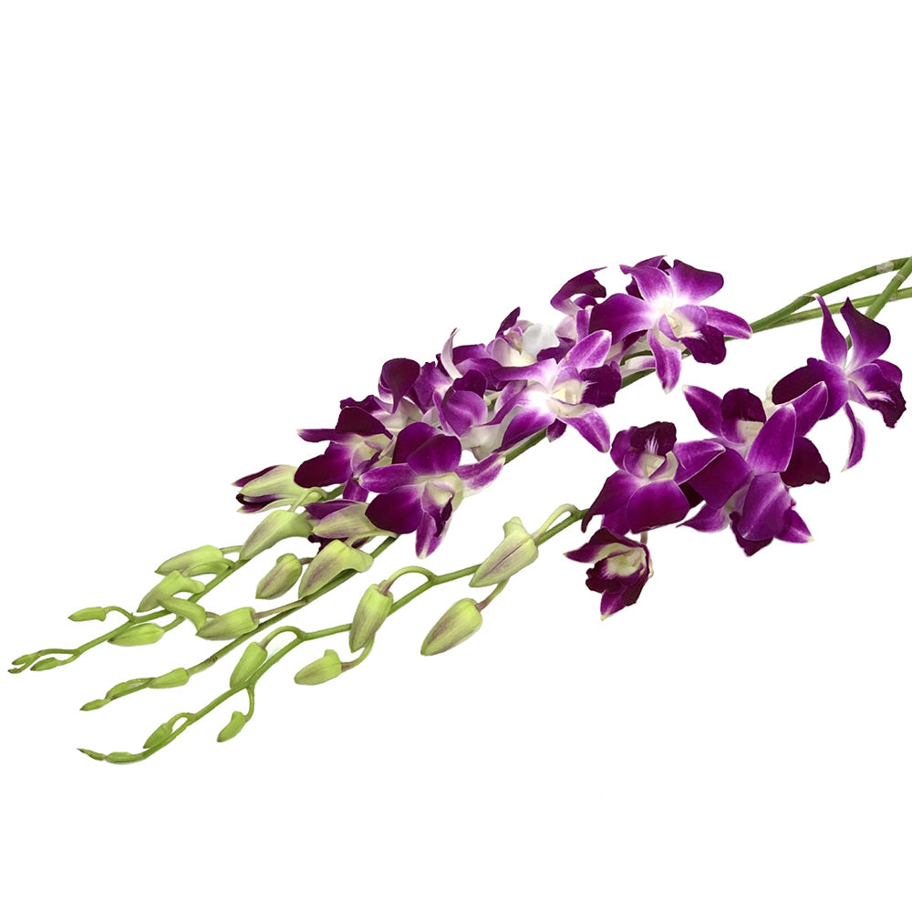 Dendrobium