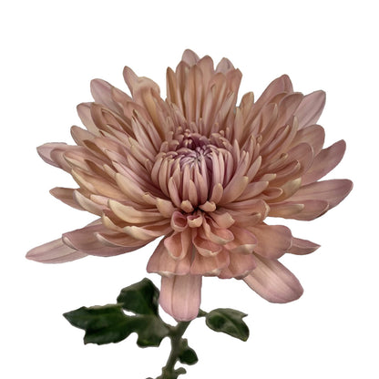 Disbud - Cremon Peach