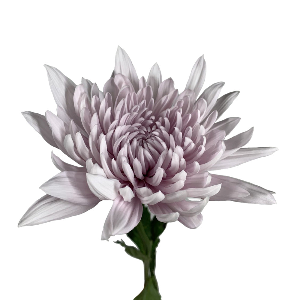 Disbud - Cremone Lavender