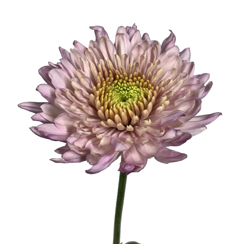 Disbud - Cremone Pink