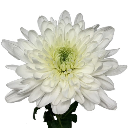 Disbud - Cremone White