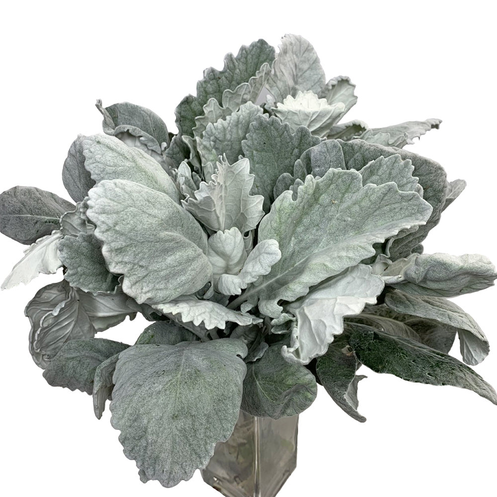 Dusty Miller - California