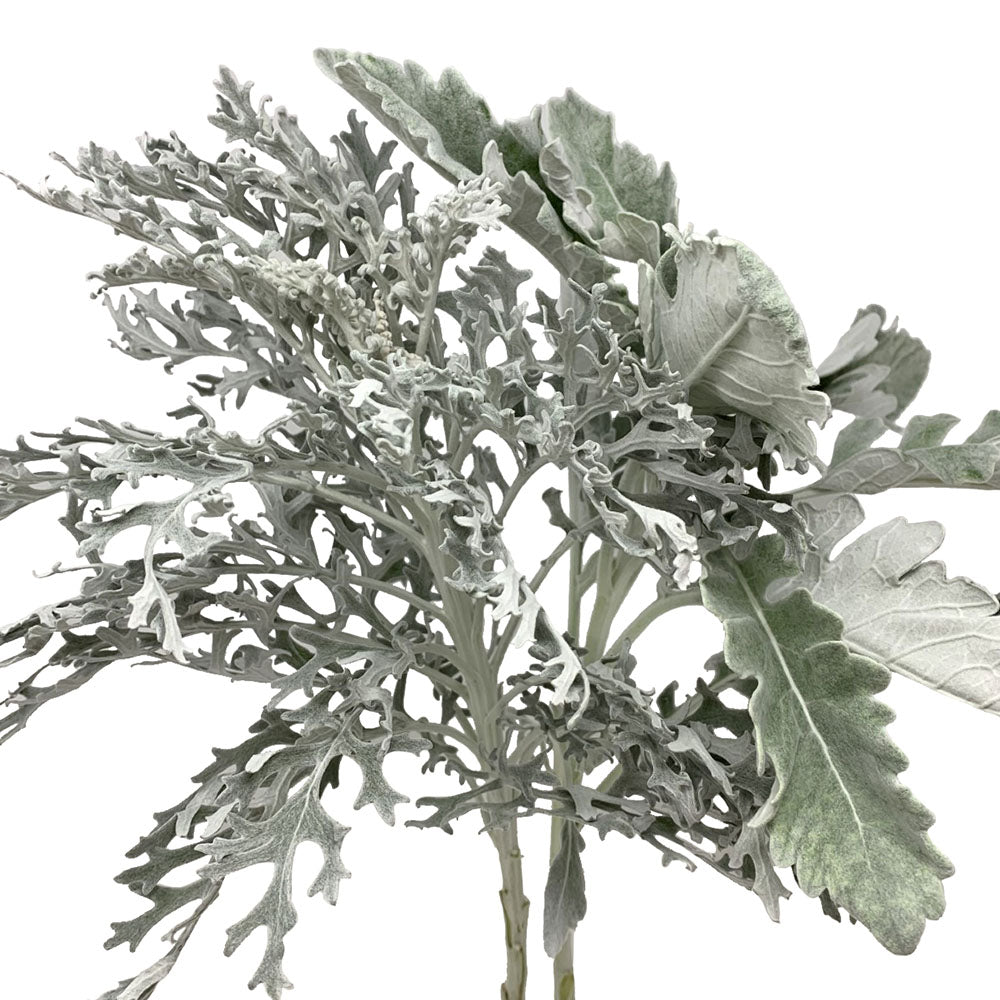 Dusty Miller - Import