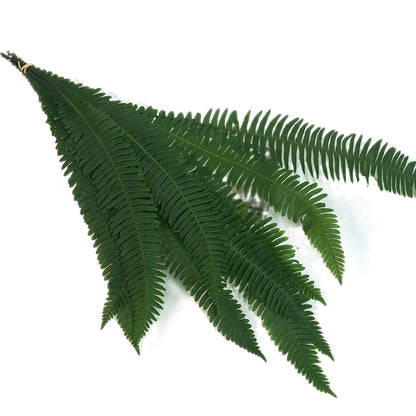 Fern