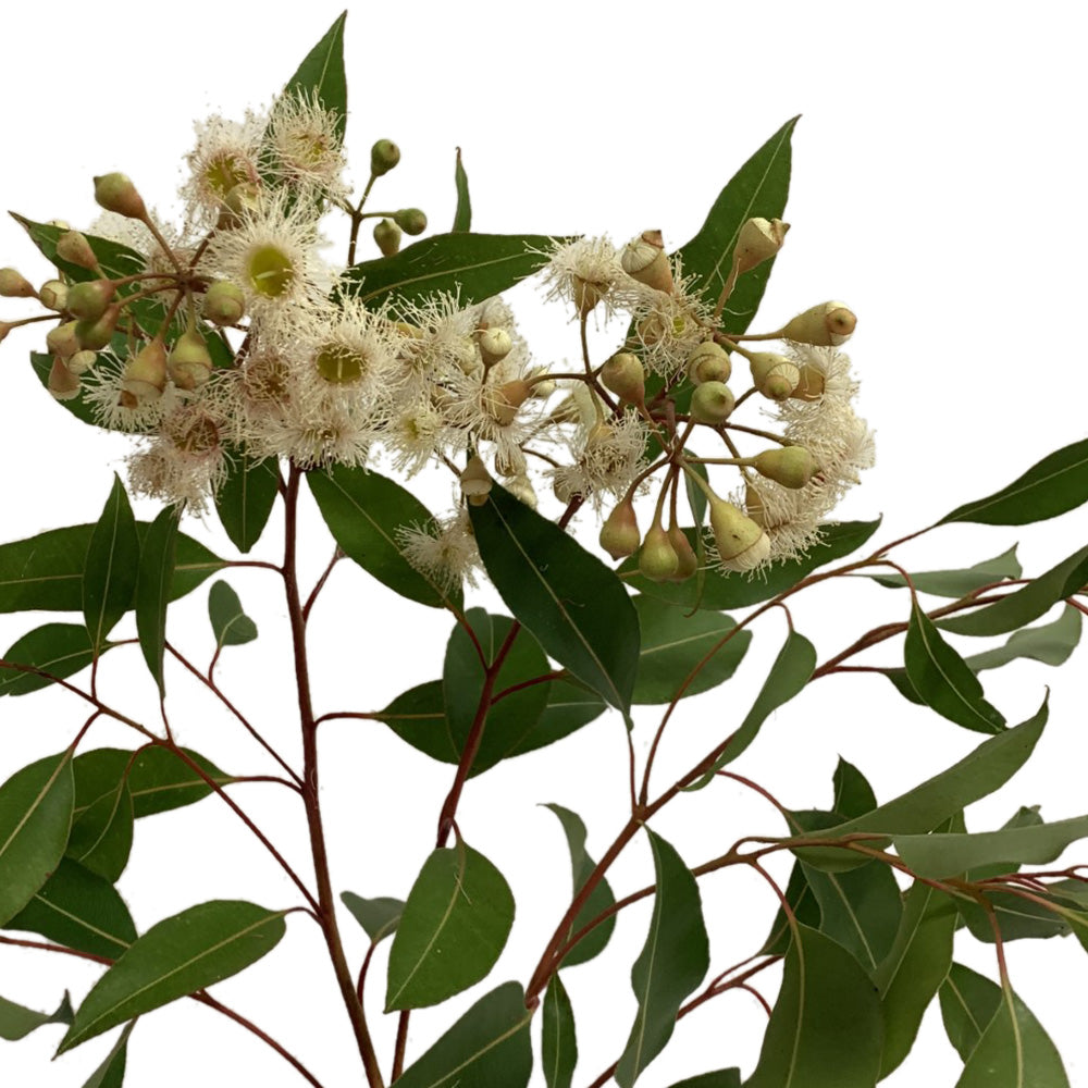 Eucalyptus