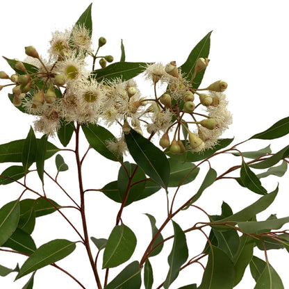Eucalyptus