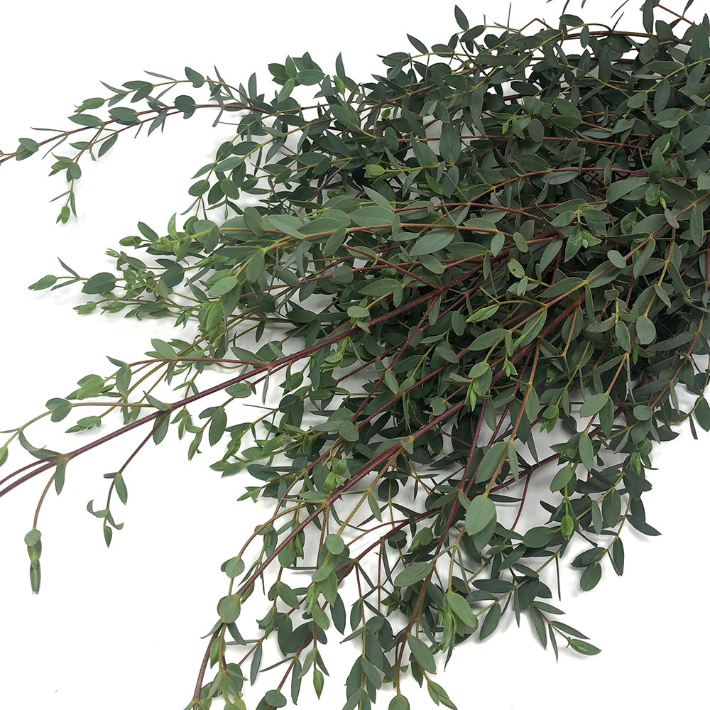 Eucalyptus