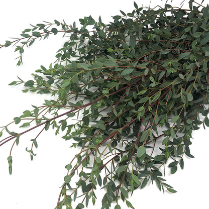 Eucalyptus