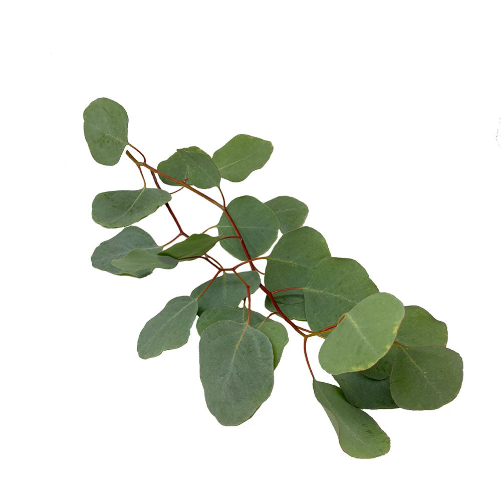 Eucalyptus
