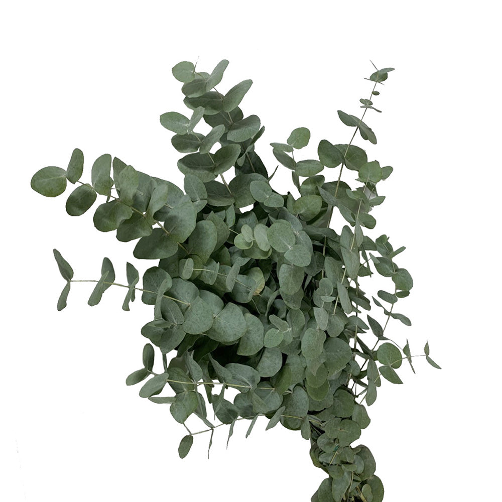 Eucalyptus