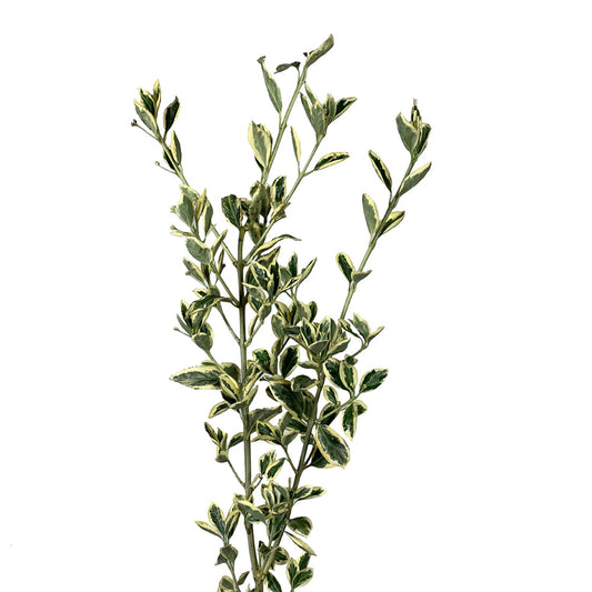 Euonymus