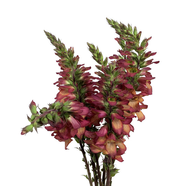 Foxglove