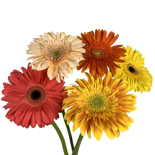 Gerbera