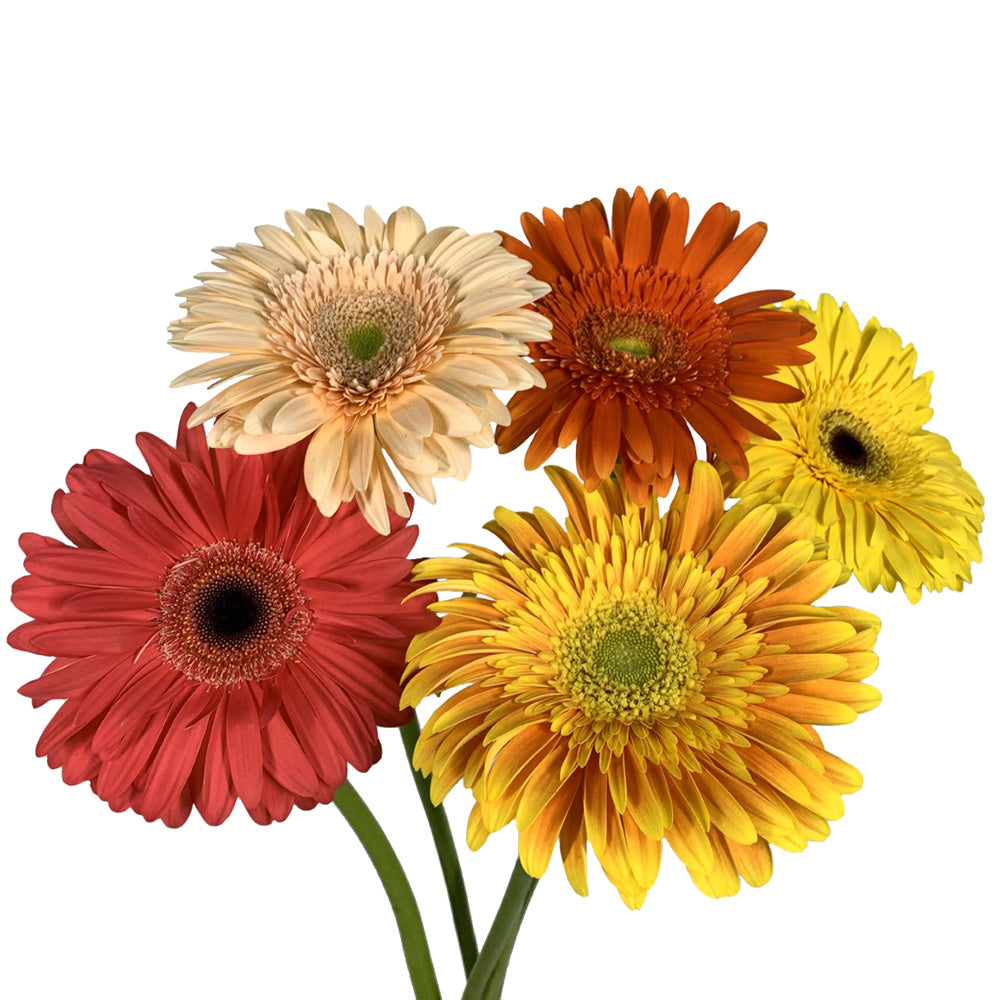 Gerbera Daisy