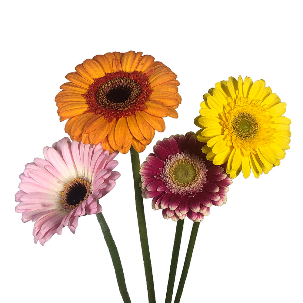 Gerbera