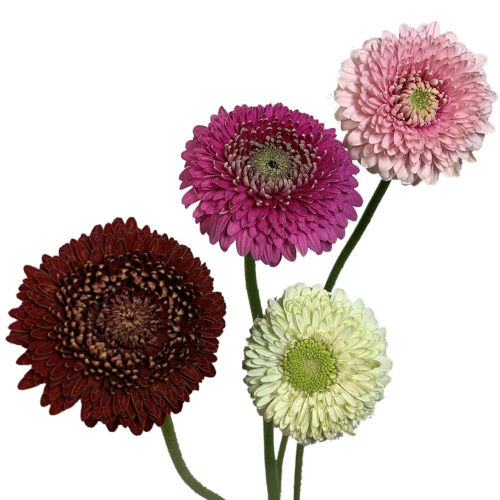 Gerbera
