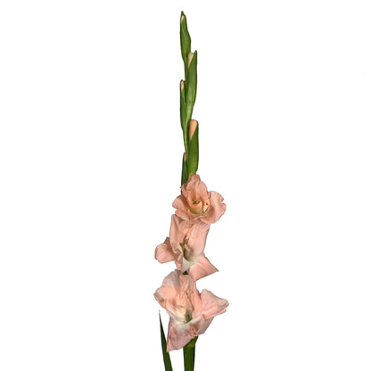 Gladiola - Coral