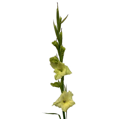 Gladiola