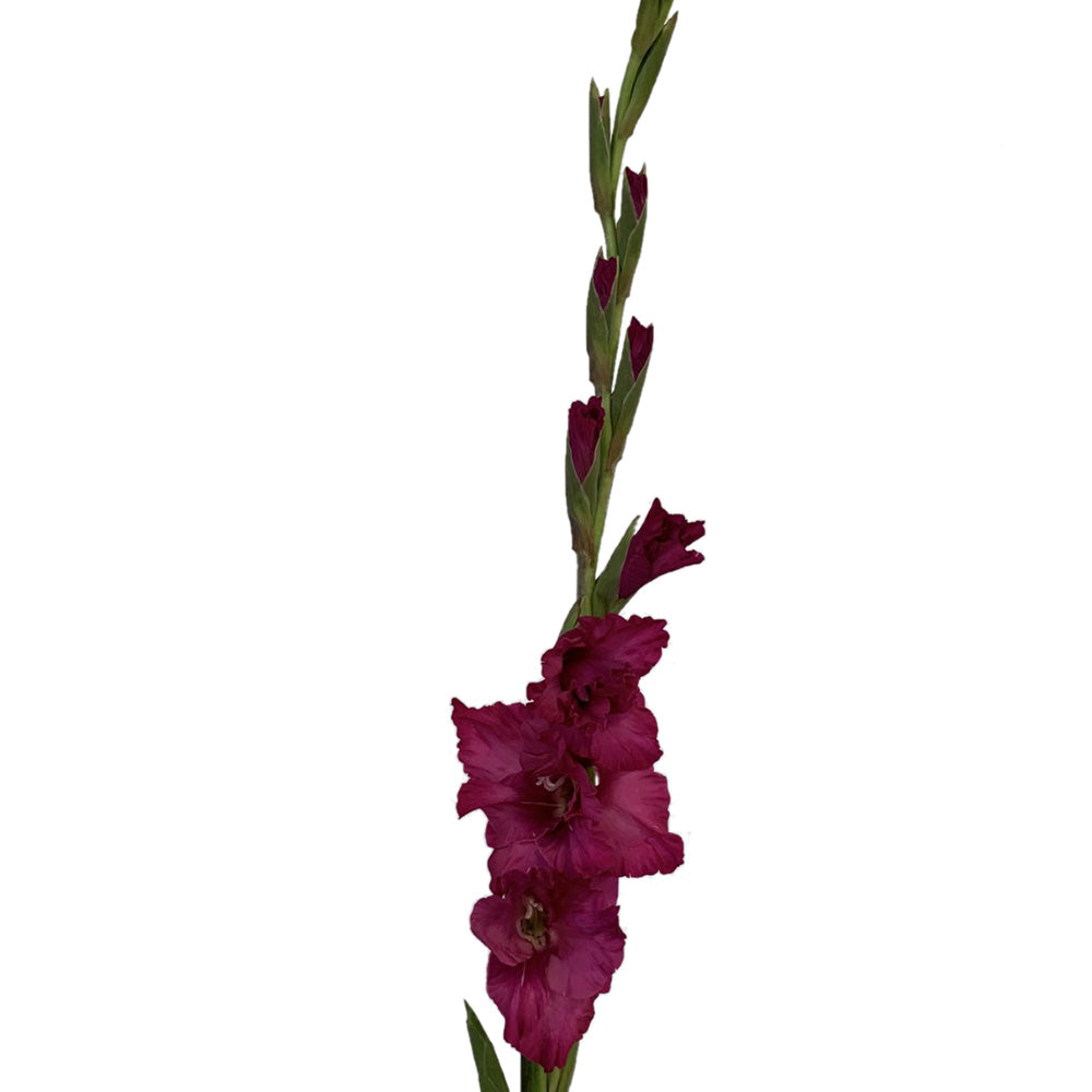Gladiola - Hot Pink