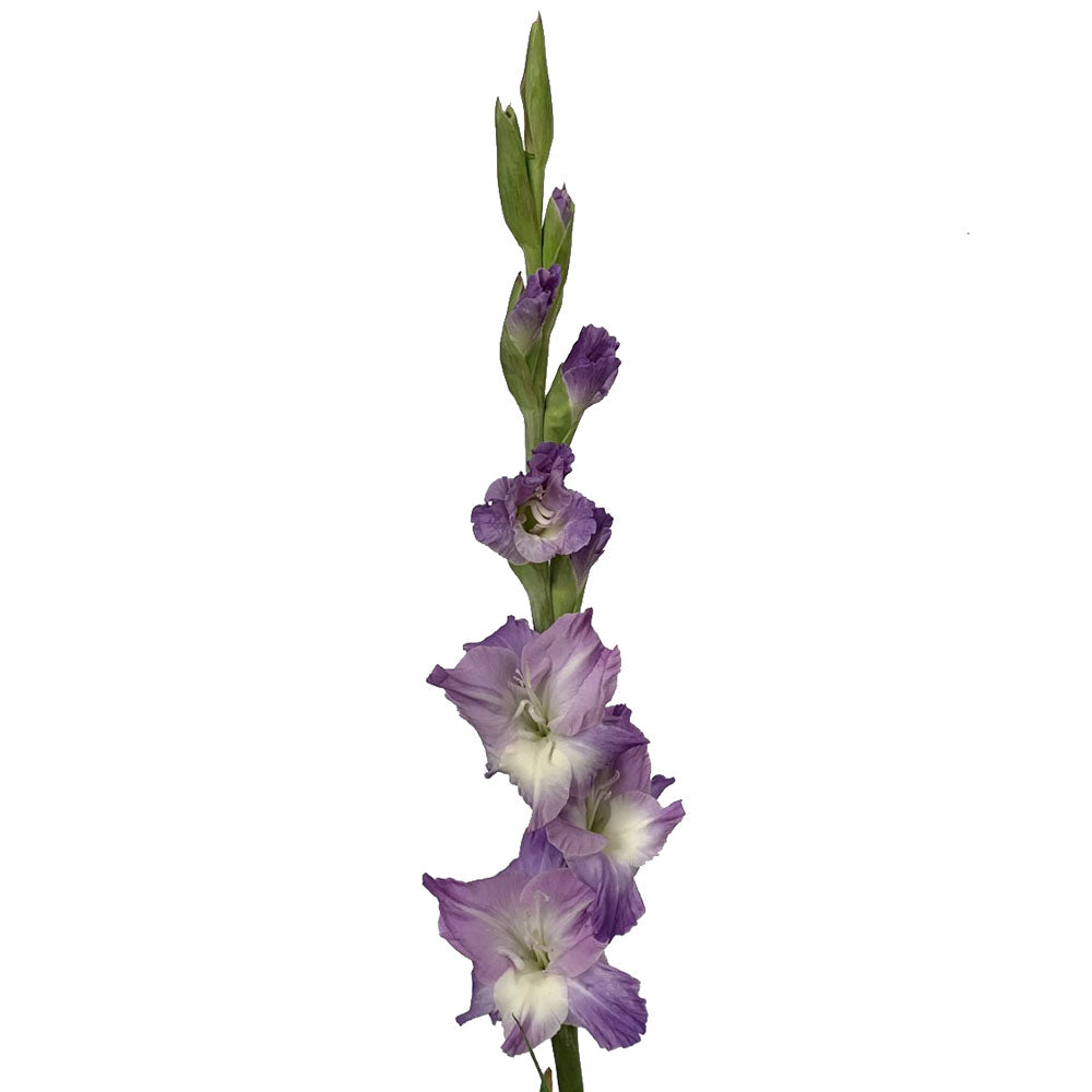 Gladiola - Lavender