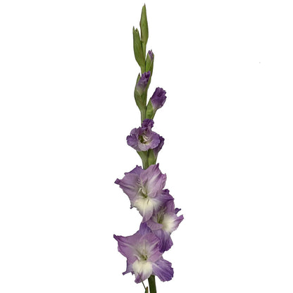 Gladiola - Lavender