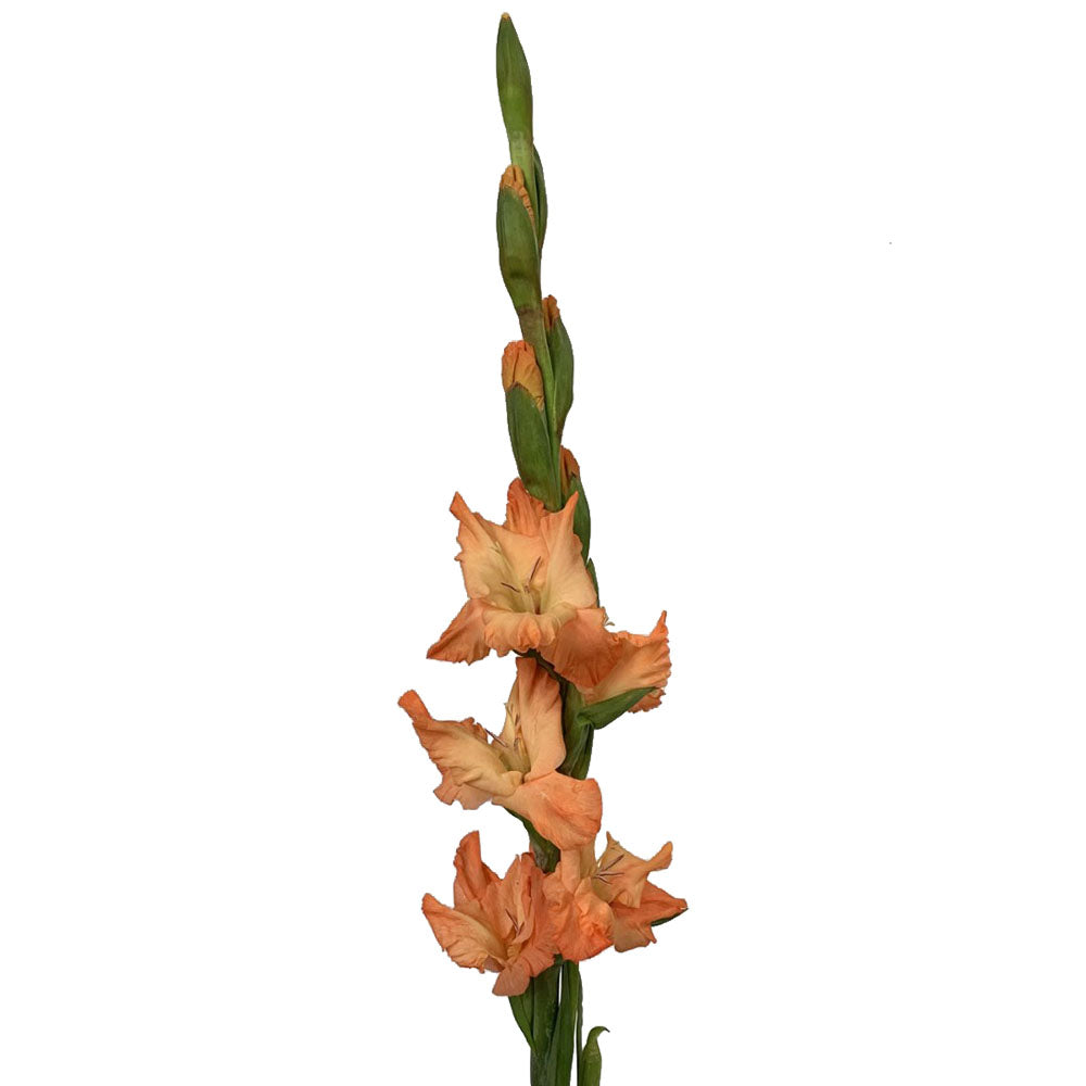 Gladiola - Orange