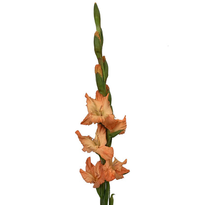 Gladiola - Orange
