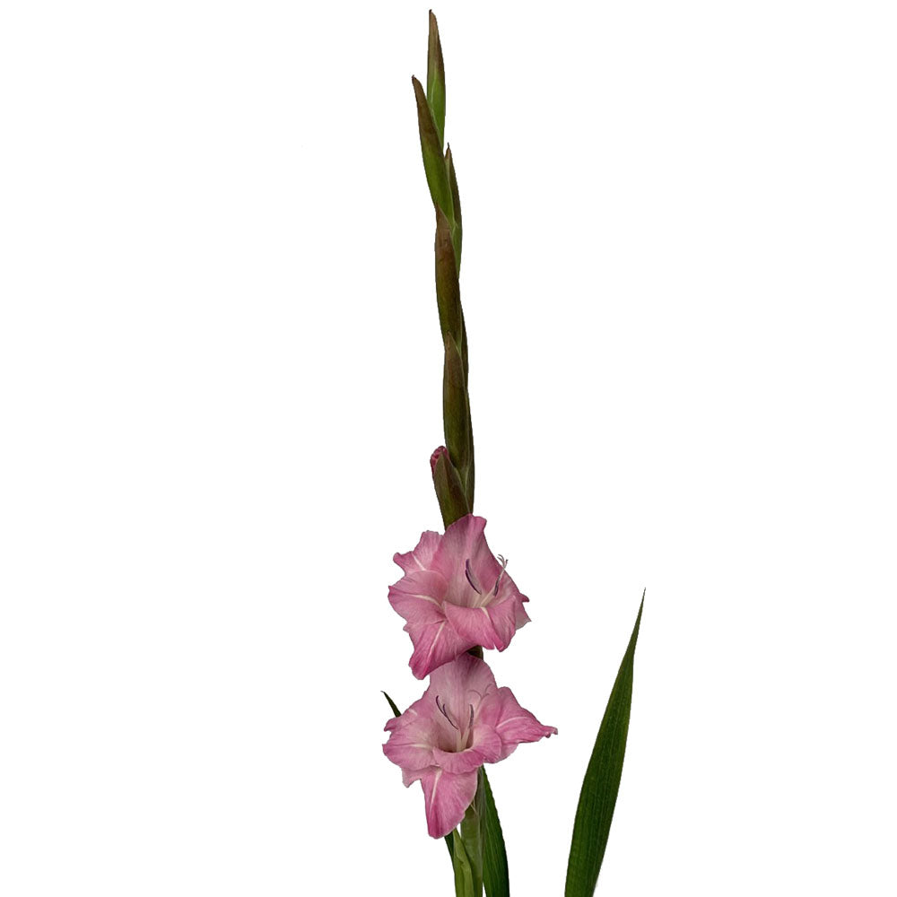 Gladiola - Pink
