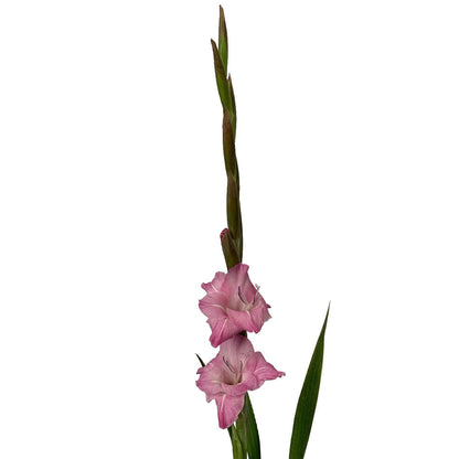 Gladiola - Pink