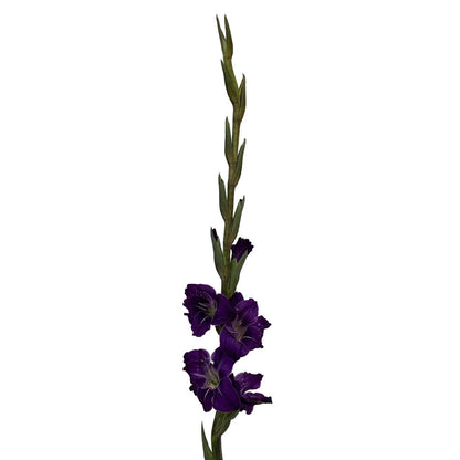 Gladiola - Purple