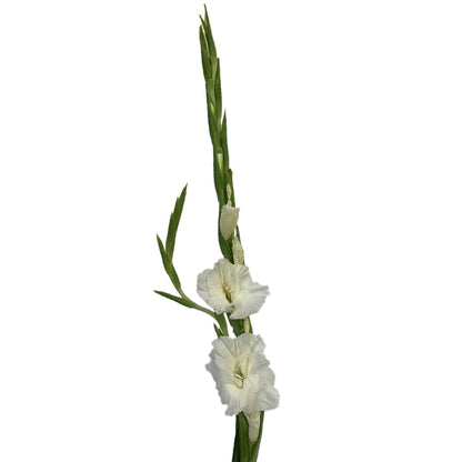 Gladiola - White