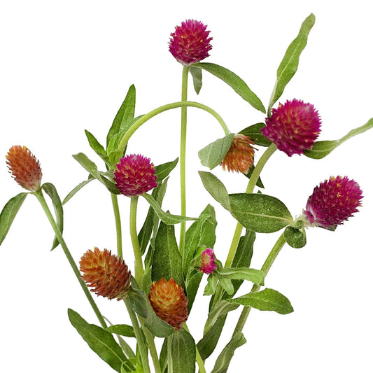 Gomphrena