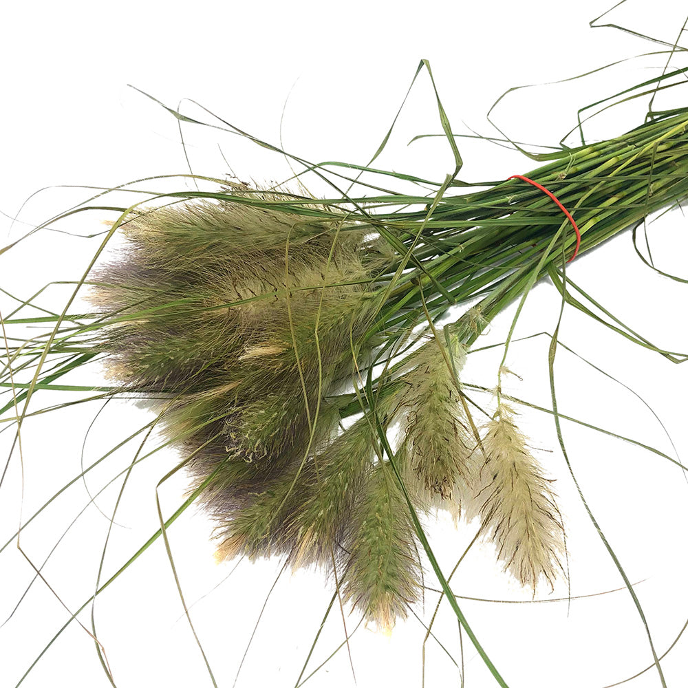 Grass
