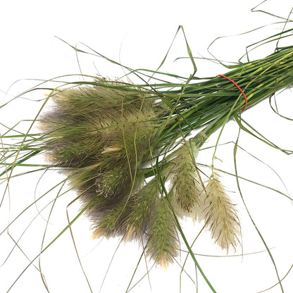 Grass