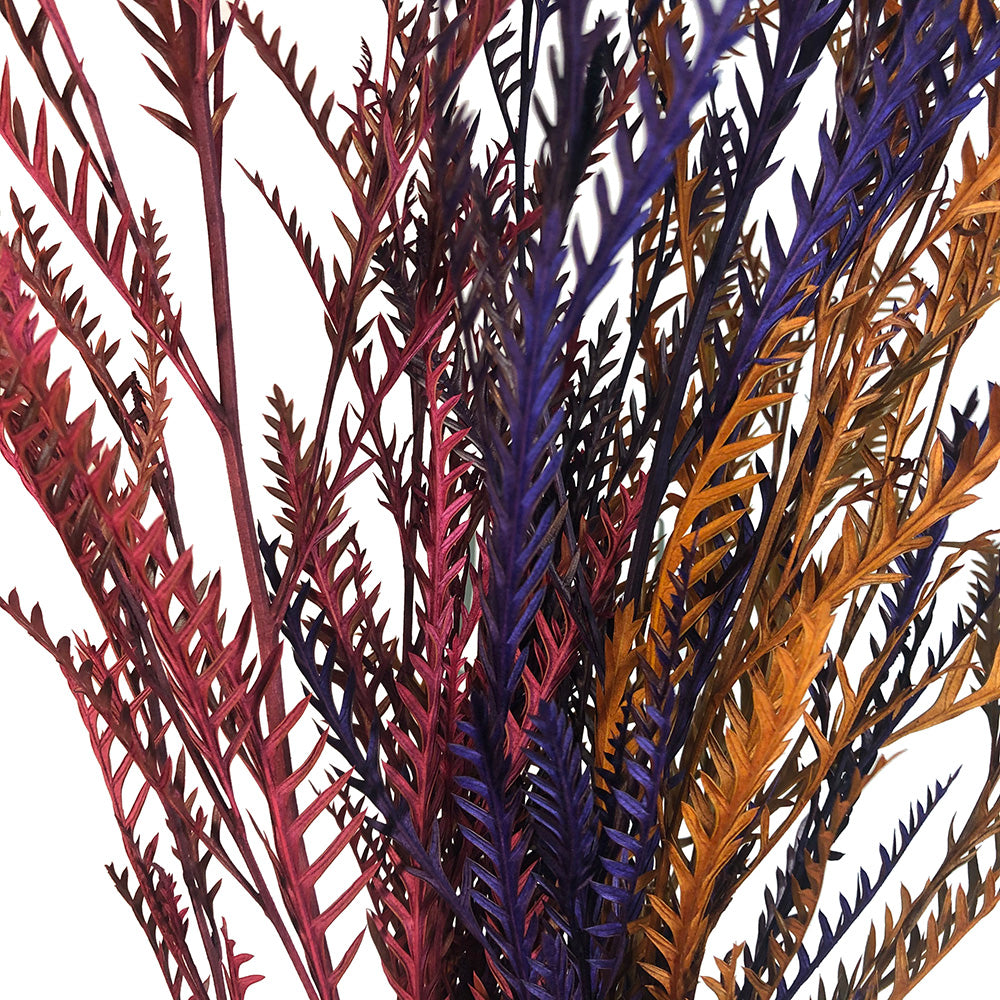 Grevillea - Enhanced