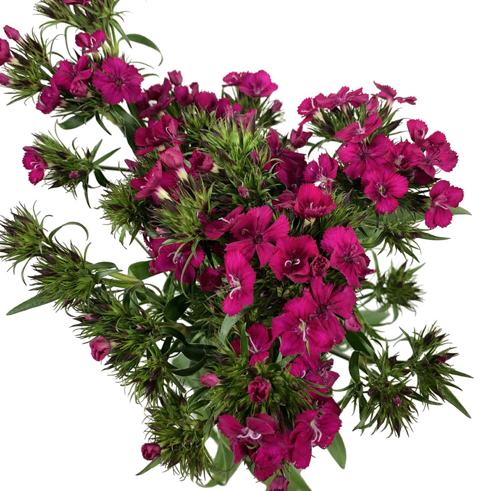 Gypsy Dianthus