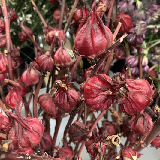 Hibiscus