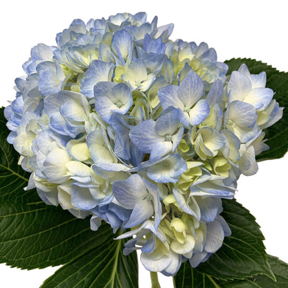 Hydrangea