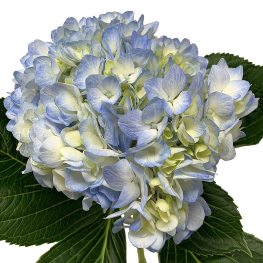 Hydrangea