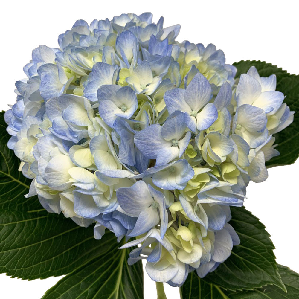 Hydrangea - Blue