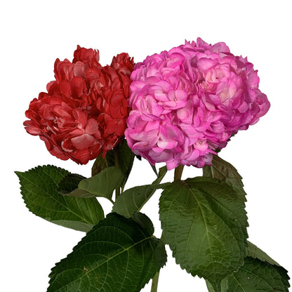 Hydrangea - Enhanced