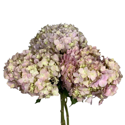 Hydrangea - Pink