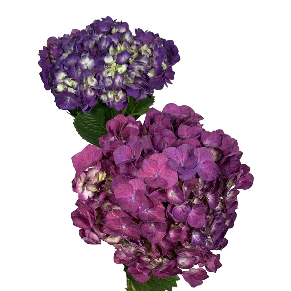 Hydrangea - Purple