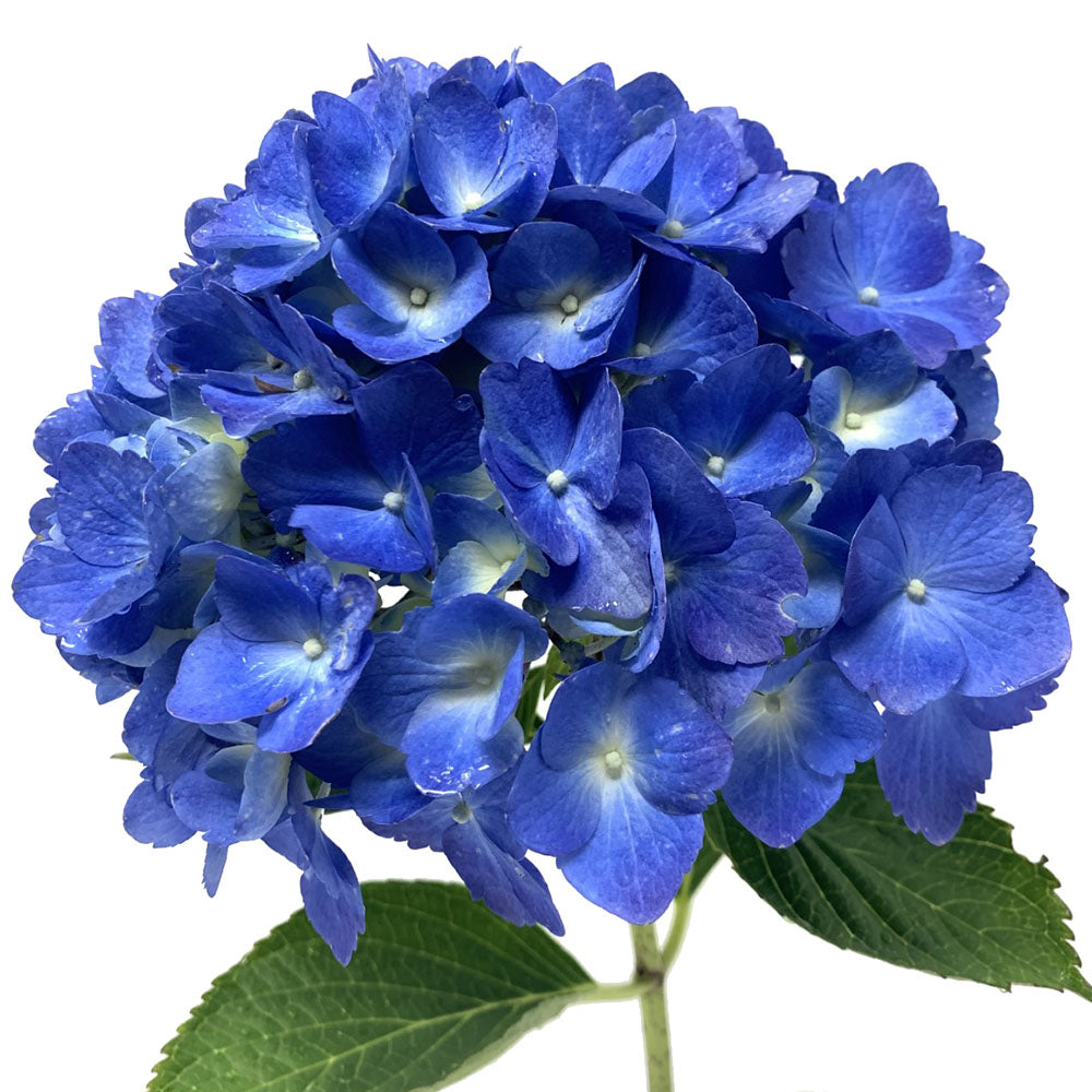 Hydrangea - Shocking Blue