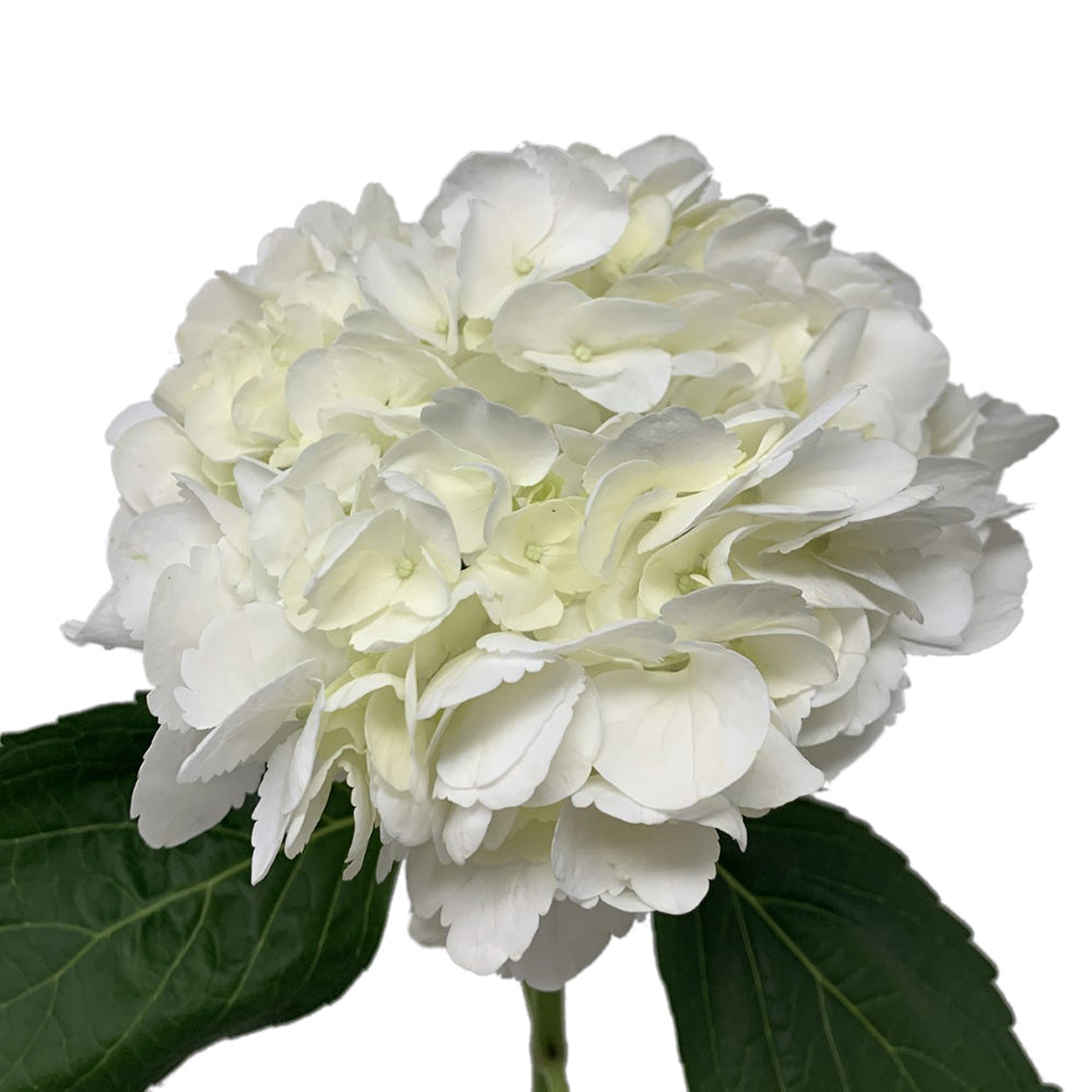 Hydrangea