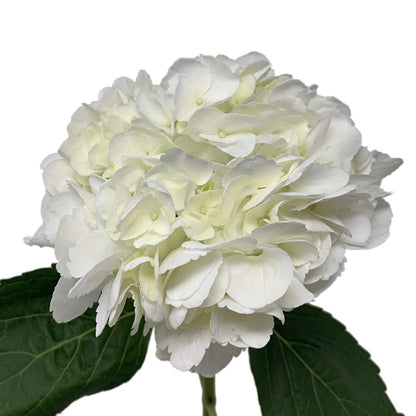 Hydrangea