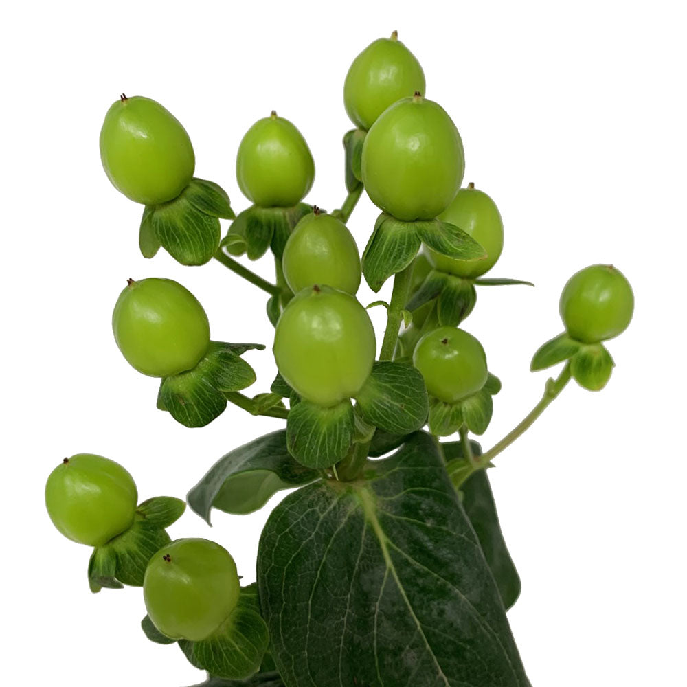 Hypericum - Green