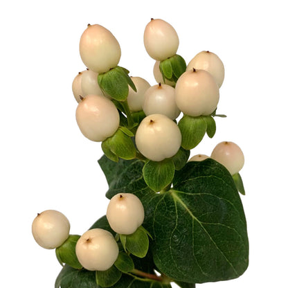 Hypericum - Ivory